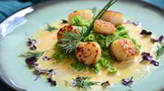 Les Coquilles Saint Jacques 