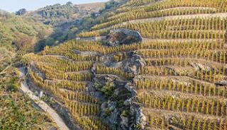 Les vignobles du Beaujolais, des Côtes rôties et de Condrieu