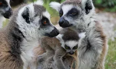 zoo